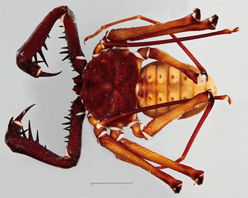 Vorschaubild Phrynus goesii Thorell, 1889